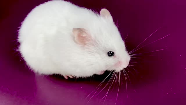 Hamster’s eating grains and banana ❤️🐹 ASMR #11 #crunchcrunchhamster #hamster #asmr