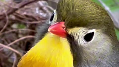 Chinese Nightingale Singing - aviary birds