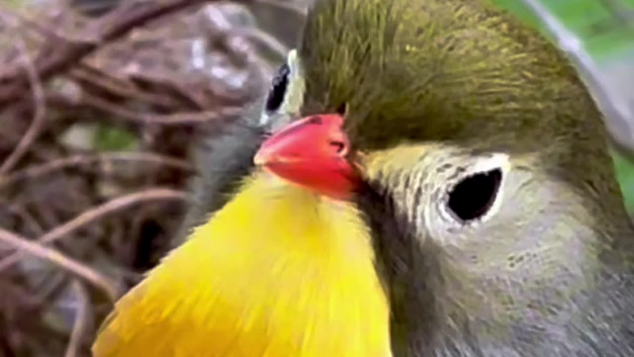 Chinese Nightingale Singing - aviary birds