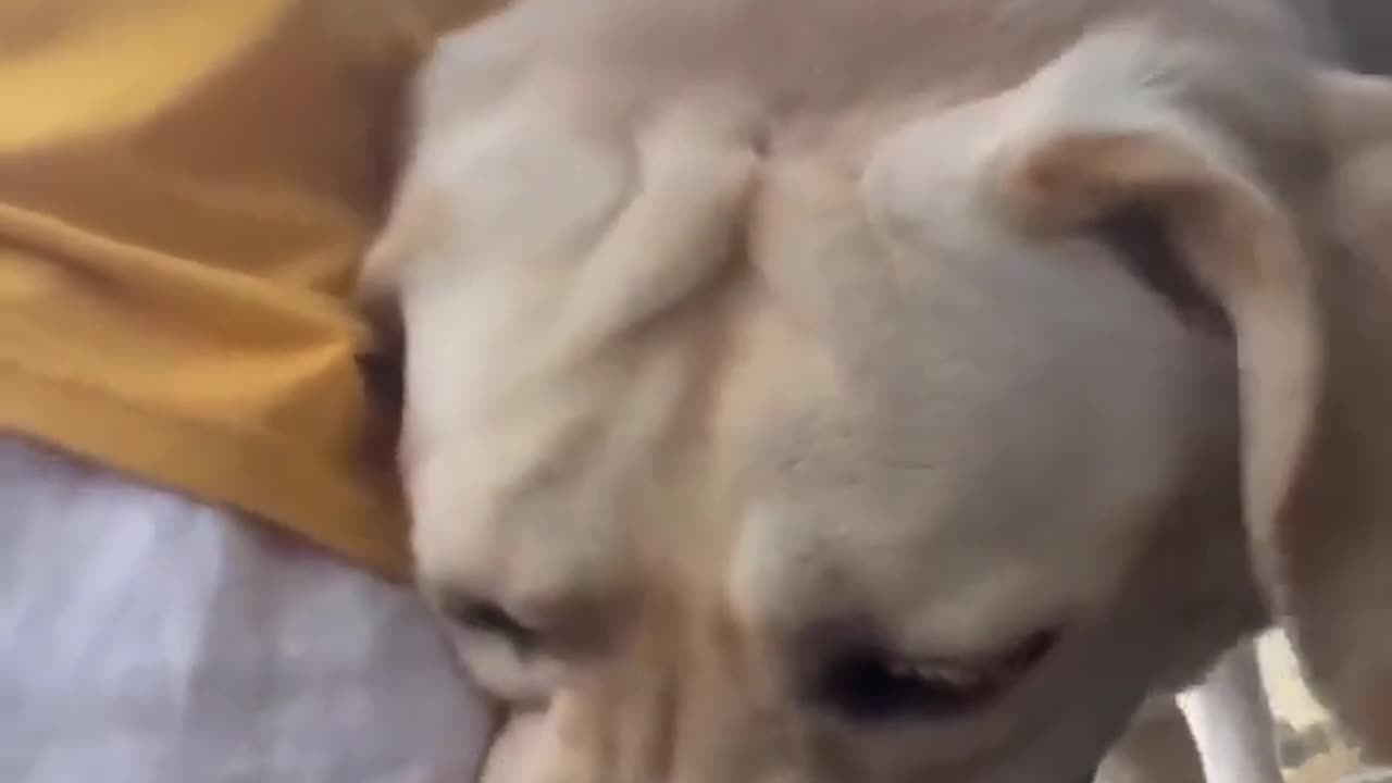 FUNNY CAT AND DOG VIDEO