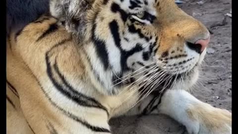 Friendship of bear and tiger