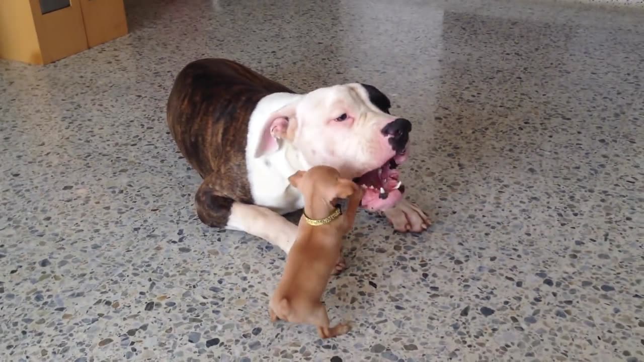 Tinny Chihuahua puppy adorably Teases sleepy American Bulldog