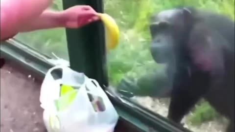 CHIMPANZEE DEMANDS MOUNTAIN DEW