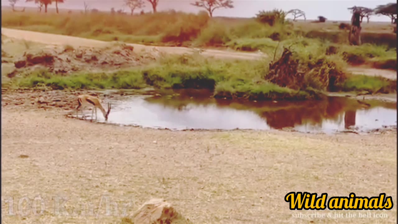 Wild animals