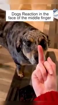 Dog’s Reaction In The Face Of The Middle Finger 😂 So Funny