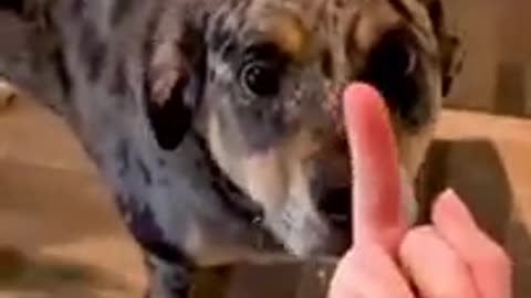 Dog’s Reaction In The Face Of The Middle Finger 😂 So Funny