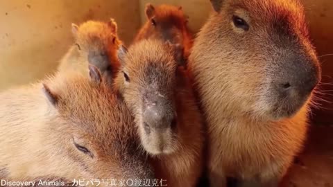 i pull up (capybara)