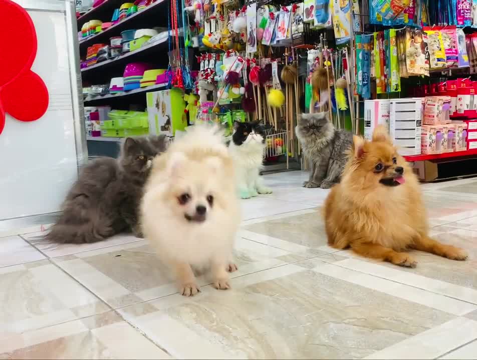 Dog training video