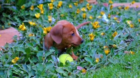 Dogs and Puppy Mood Booster TV Background, Happy Ambient Music Cute 4K