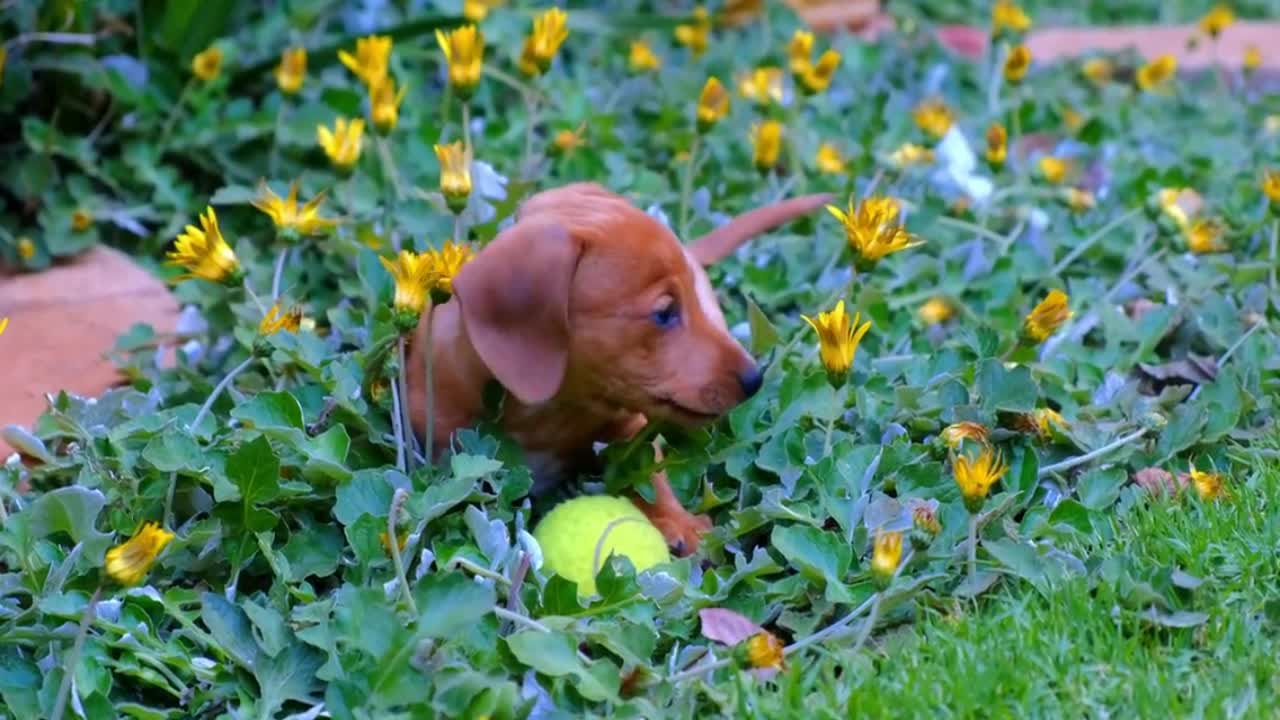 Dogs and Puppy Mood Booster TV Background, Happy Ambient Music Cute 4K