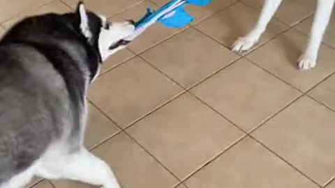 2 Huskies Have EPIC FIGHT For New Toy!