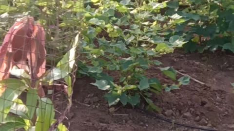 indian farmers can also make cotton trees