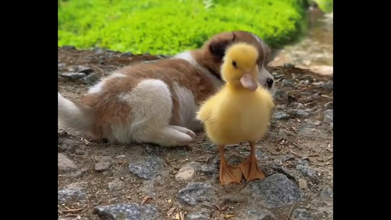 Puppy love with duck