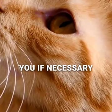 Cat's Protective Behavior Signs part1