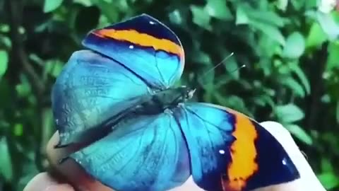 Kallima inachus is a baby from which it is difficult to take your eyes off.