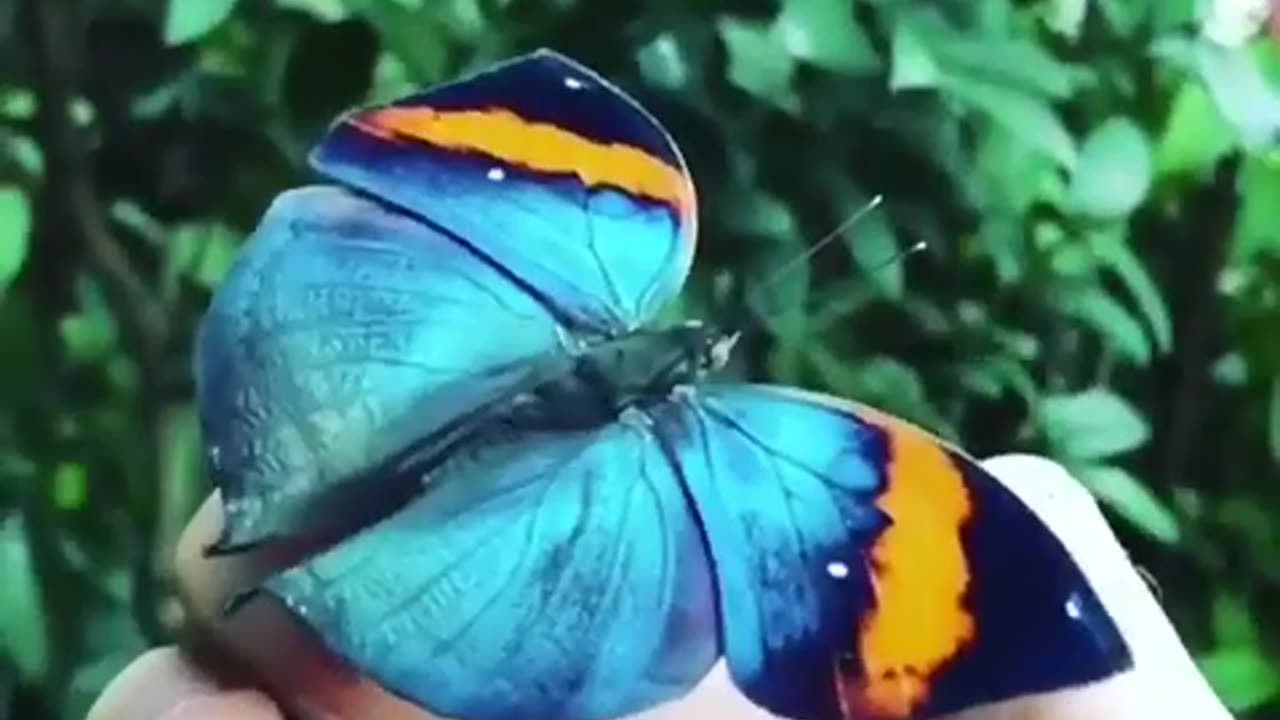 Kallima inachus is a baby from which it is difficult to take your eyes off.