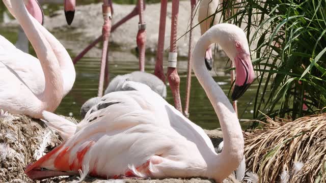 Flamingo Sleep Bird Pink Water Bird Feather Bill