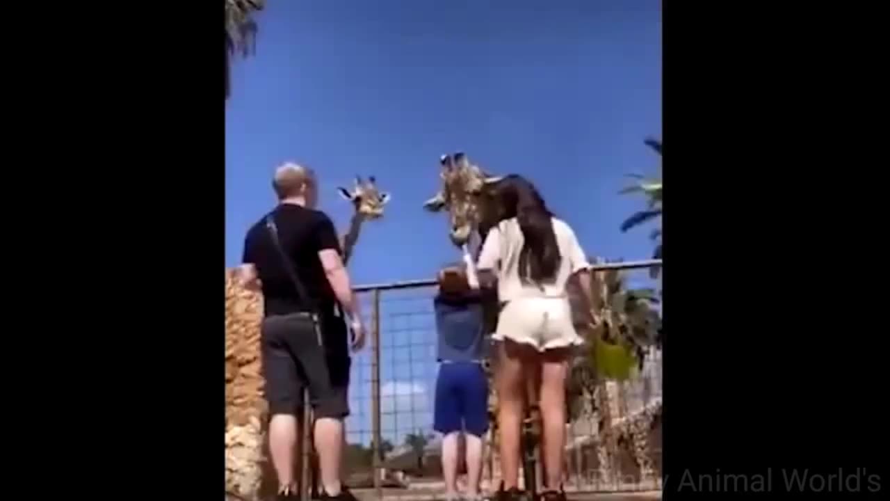 funny animals