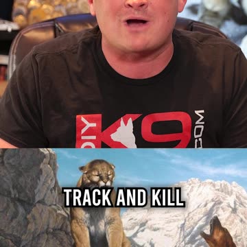 Top 3 Dog Breeds for Runners