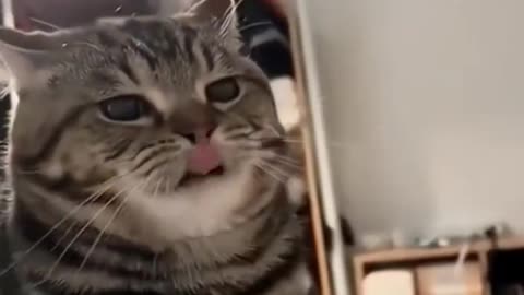 Cat Doing Funny Stuff