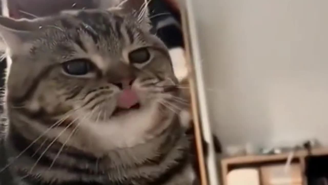 Cat Doing Funny Stuff