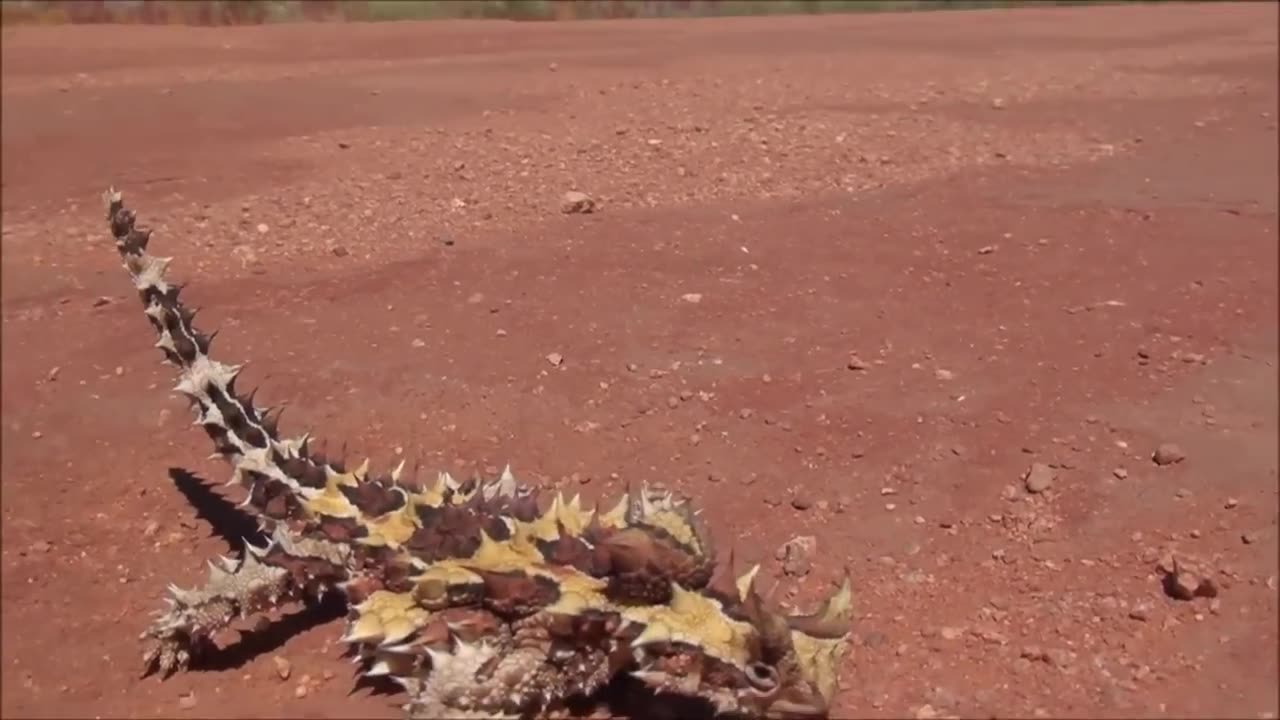 50 OUTRAGEOUS Wild Animal Moments From AUSTRALIA!