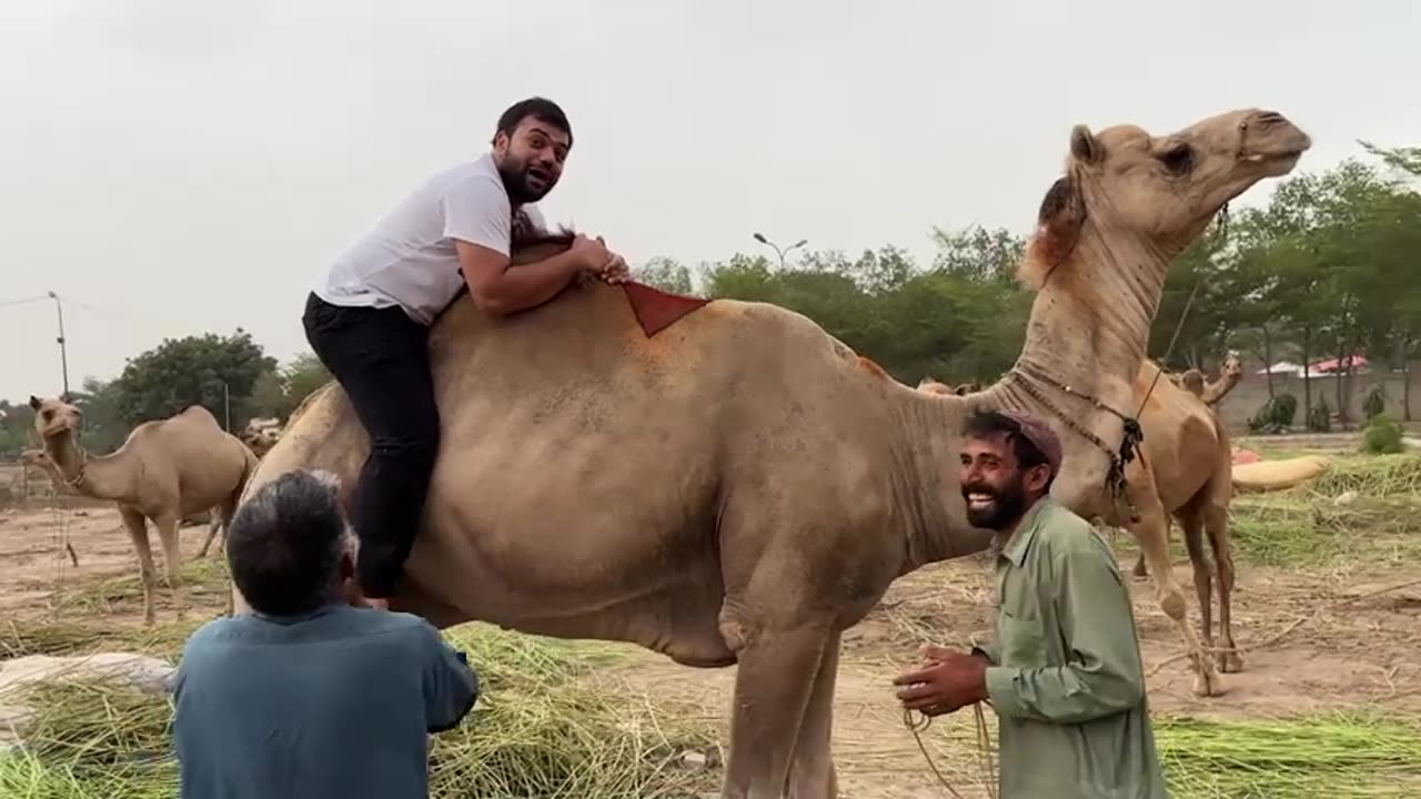 Cow Mandi Ka Rs7,000,000 Ka Janwar �� Qurbani Ka Janwar Dekhne Mandi Pohonch Gaye �