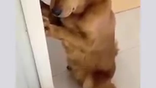 smart dog