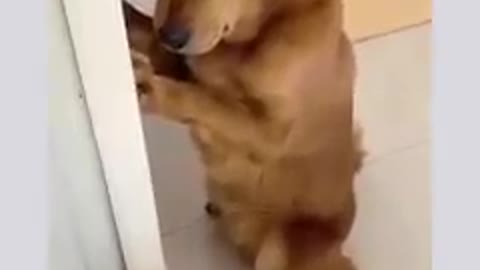 smart dog