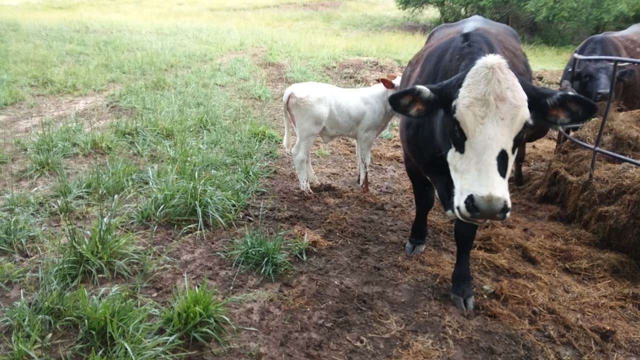 What Mamma Cow Eats Directly Affects Baby!