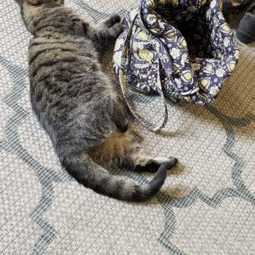 Undecided feline here