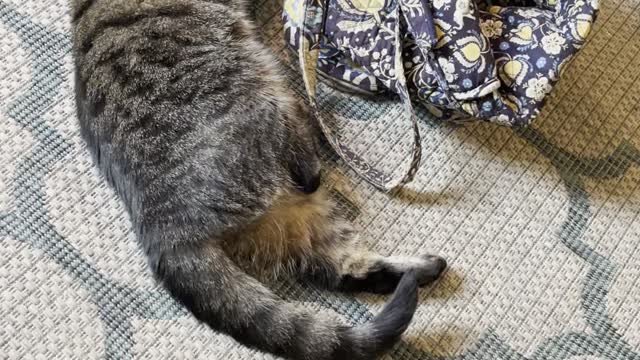 Undecided feline here