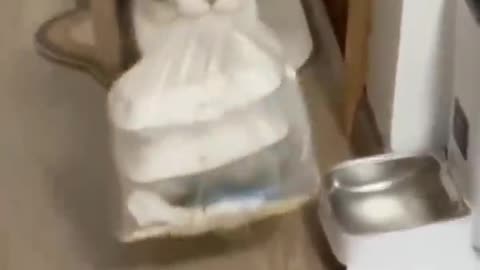 Funny animals - Funny cats and dogs - Funny animal videos 2024🤣
