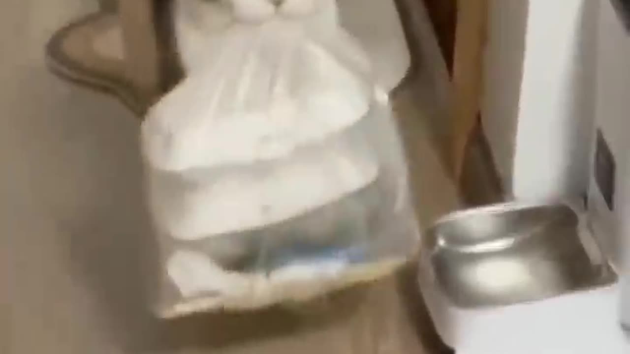 Funny animals - Funny cats and dogs - Funny animal videos 2024🤣