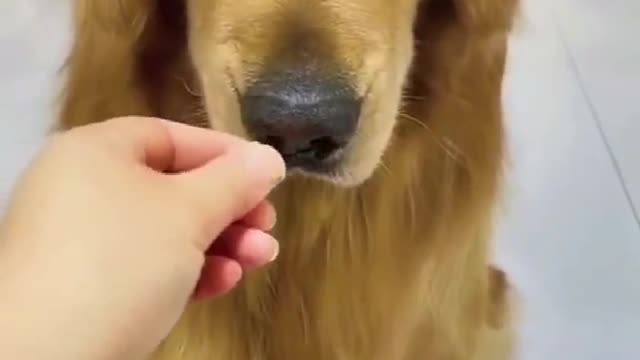 puppy refusing food