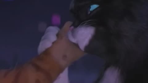 Uma vida com vc ❤️ Gato de botas e sua Guerreira ❤️