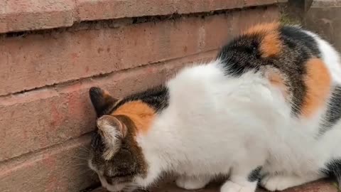 Did You Know Cat Have Certain Preferences For Their Food_ _ Pets World