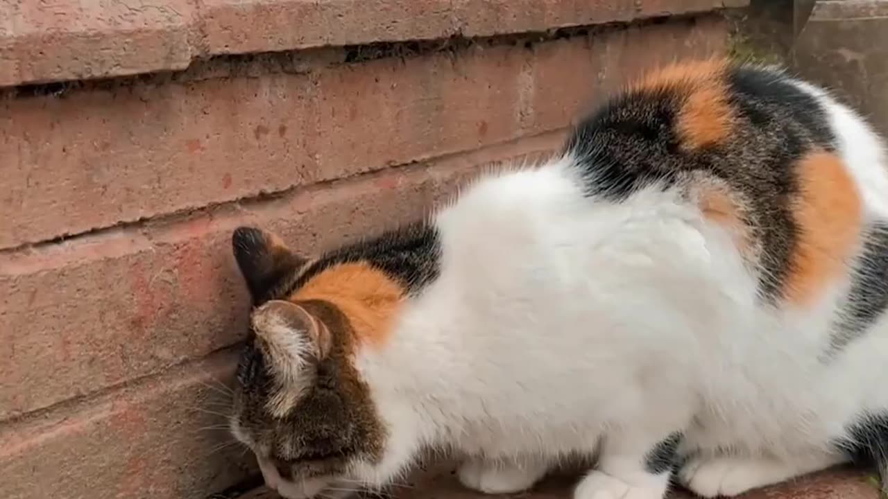 Did You Know Cat Have Certain Preferences For Their Food_ _ Pets World