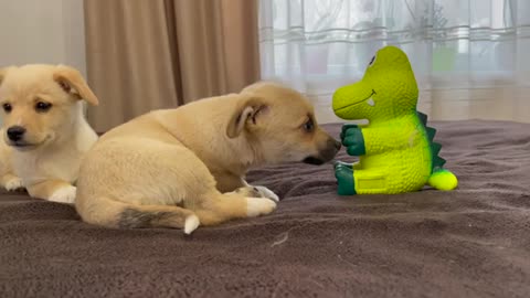 Cute Puppies were scared of a toy squeaker