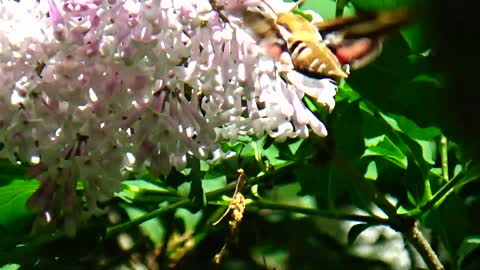 Hawk Moth