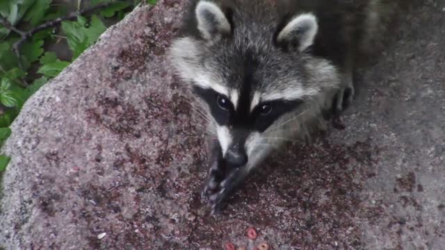 A female raccoon is very beautiful