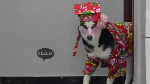 Husky fashion show#Husky #dog #Labrador #fashion