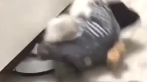 Watch These Adorable Creatures in Action!
