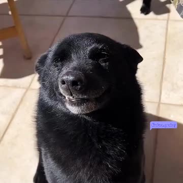Dog : Look at my big white teeth, don’t they look charming?