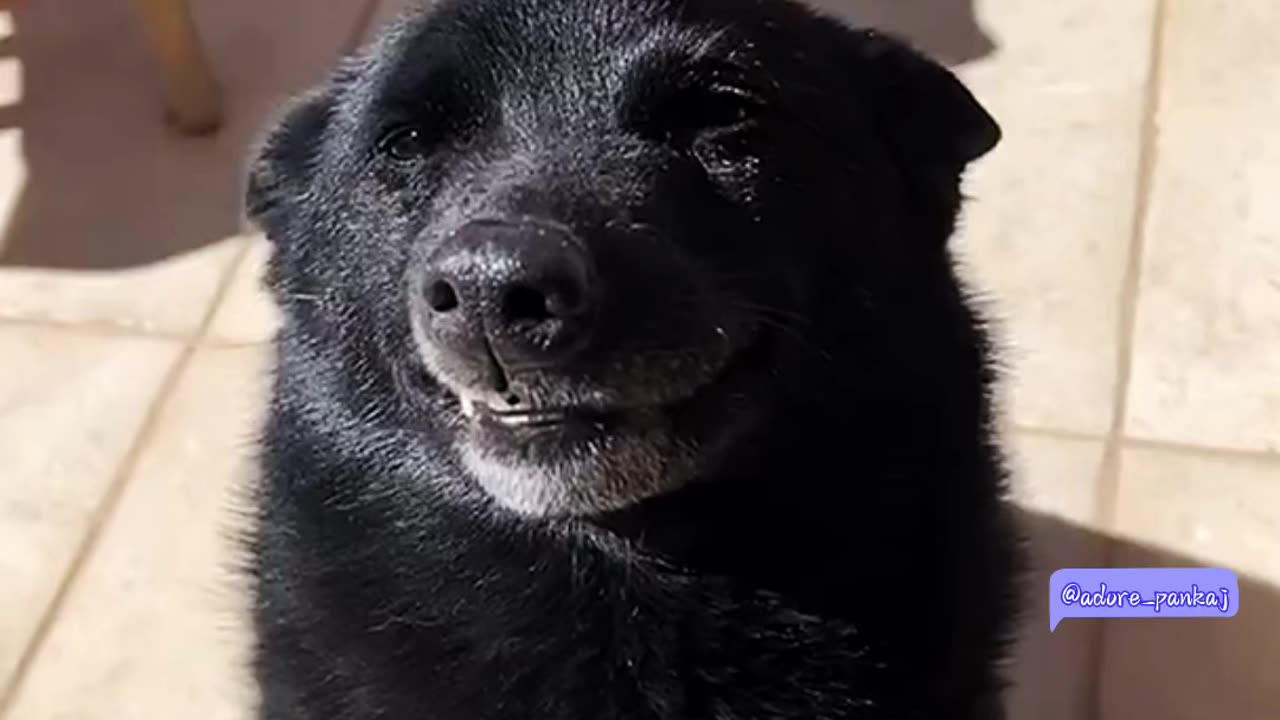 Dog : Look at my big white teeth, don’t they look charming?