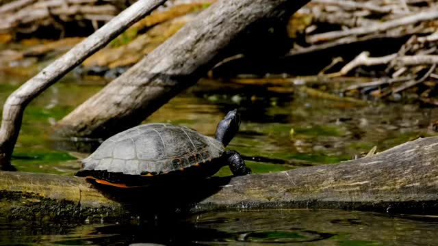 Scuba diver sneaks up and the turtle staying on the tree,,