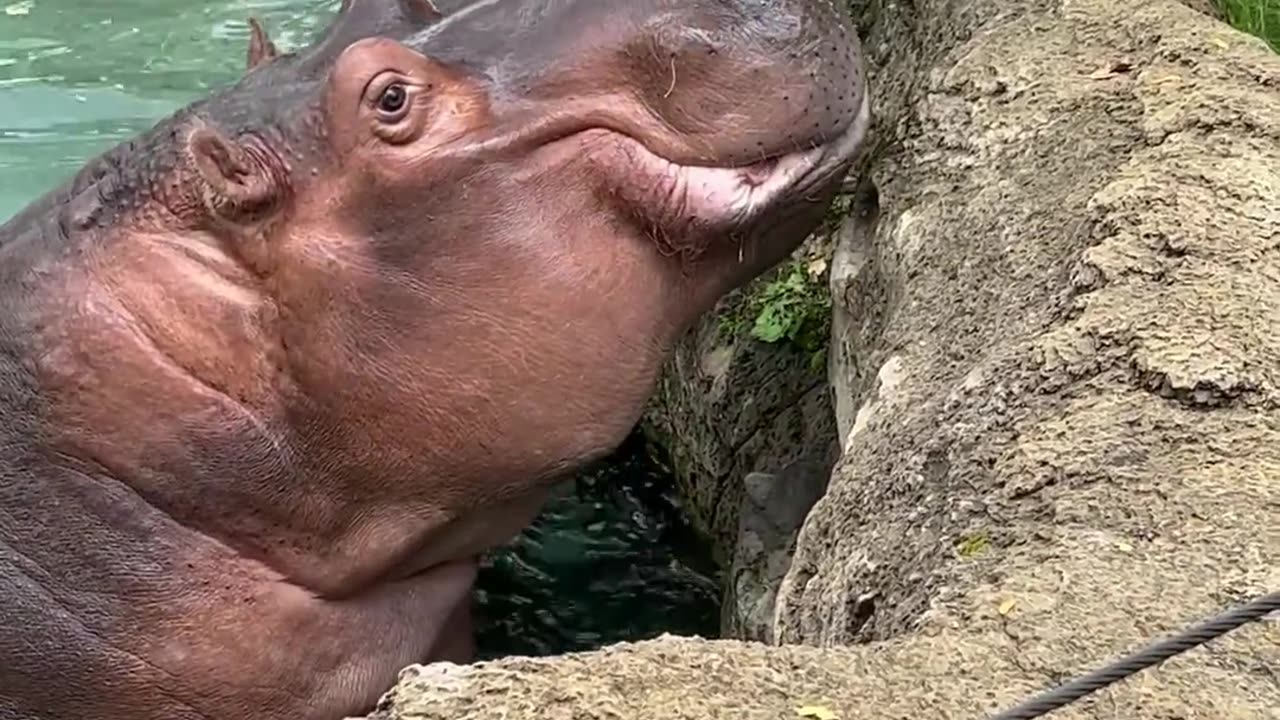 Hungry Hippos Enjoy Pumpkin Treats -- ViralHog