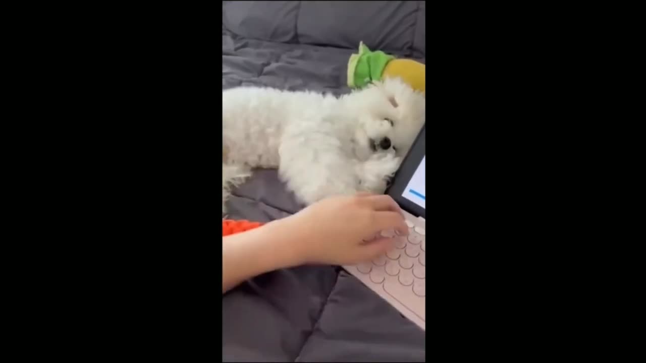 Funny dog