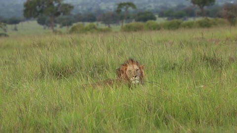 Lion Cubs on a Carrion