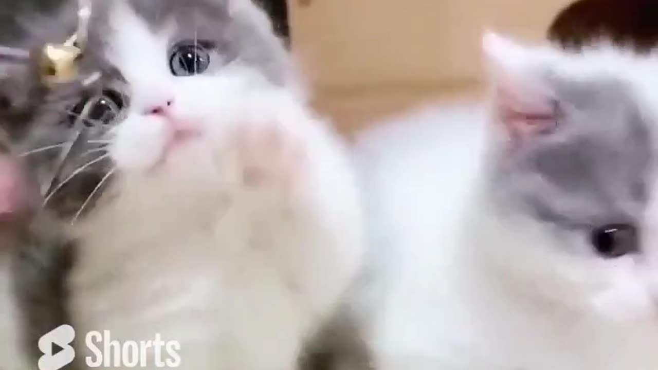 funny cats| funniest animals| must watch i hope it will make yiur day